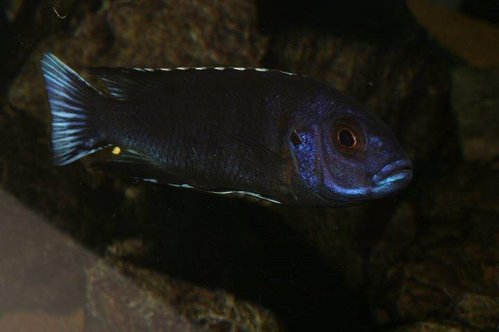Pseudotropheus elegans 'Ngara'